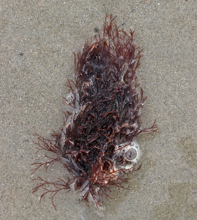 Brushy Red Weed - Ceramium purpureum Bushy, red seaweed with fine branchlets.  It grows up to 2 feet long, but the main axis is usually around 3 mm in diameter.<br />
<br />
Habitat: Washed up on the beach during low tide. Brushy Red Weed,Ceramium purpureum,Geotagged,Spring,United States,cystoclonium,red seaweed,rhodophyta,seaweed
