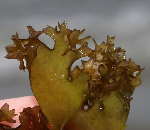 Irish Moss - Chondrus crispus Blades are flat and ribless with profuse forking. It's very variable in form and even in color. 

Habitat: Found on the beach at low tide Chondrus crispus,Geotagged,Irish moss,Spring,United States