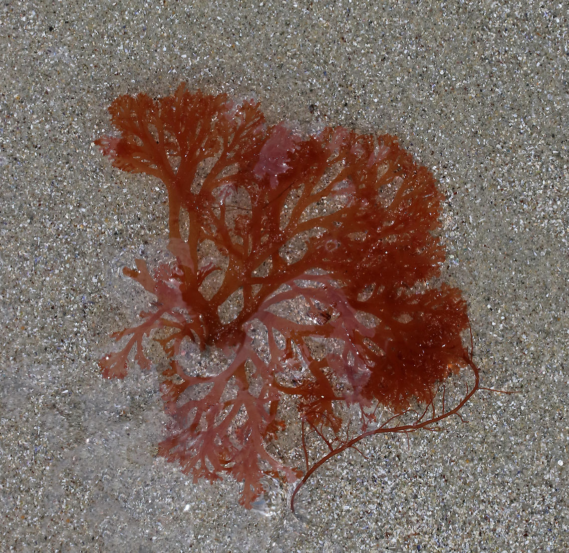 Lacy Red Weed - Euthora cristata Delicate, lacy, red blades without midribs. They grow up to 50 mm (~ 2in).<br />
<br />
Habitat: Beach at low tide Euthora cristata,Geotagged,Lacy Red Weed,Spring,United States