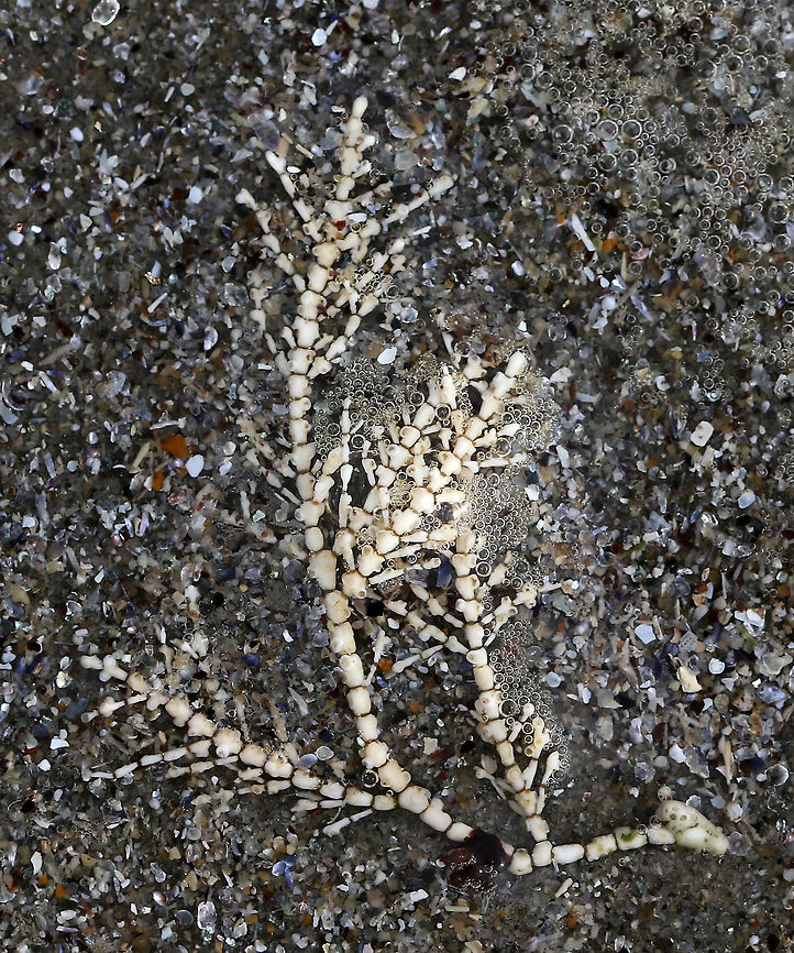 Calcareous Red Seaweed - Corallina officinalis Fan-shaped tufts, whose thalli consist of hard, jointed segments that look like bones!<br />
<br />
Habitat: Spotted washed up on the beach Corallina officinalis,Geotagged,Spring,United States