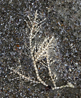 Calcareous Red Seaweed - Corallina officinalis Fan-shaped tufts, whose thalli consist of hard, jointed segments that look like bones!

Habitat: Spotted washed up on the beach Corallina officinalis,Geotagged,Spring,United States