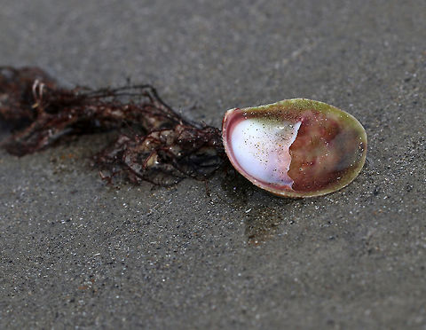 Fornicating Slipper Snail - Crepidula fornicata Common slipper shells start their lives as males, but some change to females as they grow older.  The change is initiated by a waterborne hormone that regulates the female characteristics. Once they change into females, they remain females. To make reproduction more convenient, they often stack up on top of each other with the larger females on the bottom, the smaller males on top, and the hermaphrodites in the middle. If the ratio of males to females gets too high, the male reproductive organs will degenerate and the animal will become female. 

Habitat: Washed up on the beach during low tide. It had red seaweed attached to it, but I didn't get a close enough look to ID it.
https://www.jungledragon.com/image/81054/fornicating_slipper_snail_-_crepidula_fornicata.html Common slipper shell,Crepidula fornicata,Fornicating Slipper Snail,Geotagged,Lady's Slipper,Slipper Shell,Spring,United States,limpet