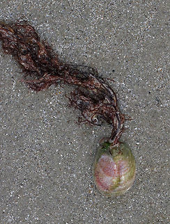 Fornicating Slipper Snail - Crepidula fornicata Common slipper shells start their lives as males, but some change to females as they grow older. The change is initiated by a waterborne hormone that regulates the female characteristics. Once they change into females, they remain females. To make reproduction more convenient, they often stack up on top of each other with the larger females on the bottom, the smaller males on top, and the hermaphrodites in the middle. If the ratio of males to females gets too high, the male reproductive organs will degenerate and the animal will become female. 

Habitat: Washed up on the beach during low tide. It had red seaweed attached to it, but I didn't get a close enough look to ID it.
https://www.jungledragon.com/image/81053/fornicating_slipper_snail_-_crepidula_fornicata.html Common slipper shell,Crepidula fornicata,Geotagged,Spring,United States