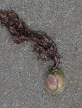Fornicating Slipper Snail - Crepidula fornicata Common slipper shells start their lives as males, but some change to females as they grow older. The change is initiated by a waterborne hormone that regulates the female characteristics. Once they change into females, they remain females. To make reproduction more convenient, they often stack up on top of each other with the larger females on the bottom, the smaller males on top, and the hermaphrodites in the middle. If the ratio of males to females gets too high, the male reproductive organs will degenerate and the animal will become female. <br />
<br />
Habitat: Washed up on the beach during low tide. It had red seaweed attached to it, but I didn't get a close enough look to ID it.<br />
https://www.jungledragon.com/image/81053/fornicating_slipper_snail_-_crepidula_fornicata.html Common slipper shell,Crepidula fornicata,Geotagged,Spring,United States
