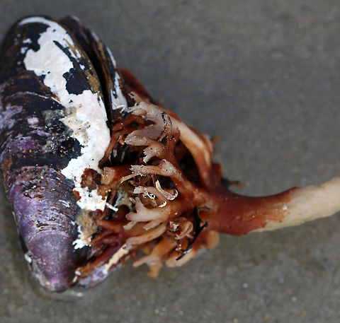 Horsetail Kelp (Laminaria digitata) on Blue Mussel (Mytilus edulis) The holdfast of the kelp has root-like protrusions called rhizoids. This is how the kelp attaches itself to rocks, and in this case the shell of a blue mussel.

Habitat: Washed up on the beach during low tide Geotagged,Laminaria digitata,Oarweed,Spring,United States