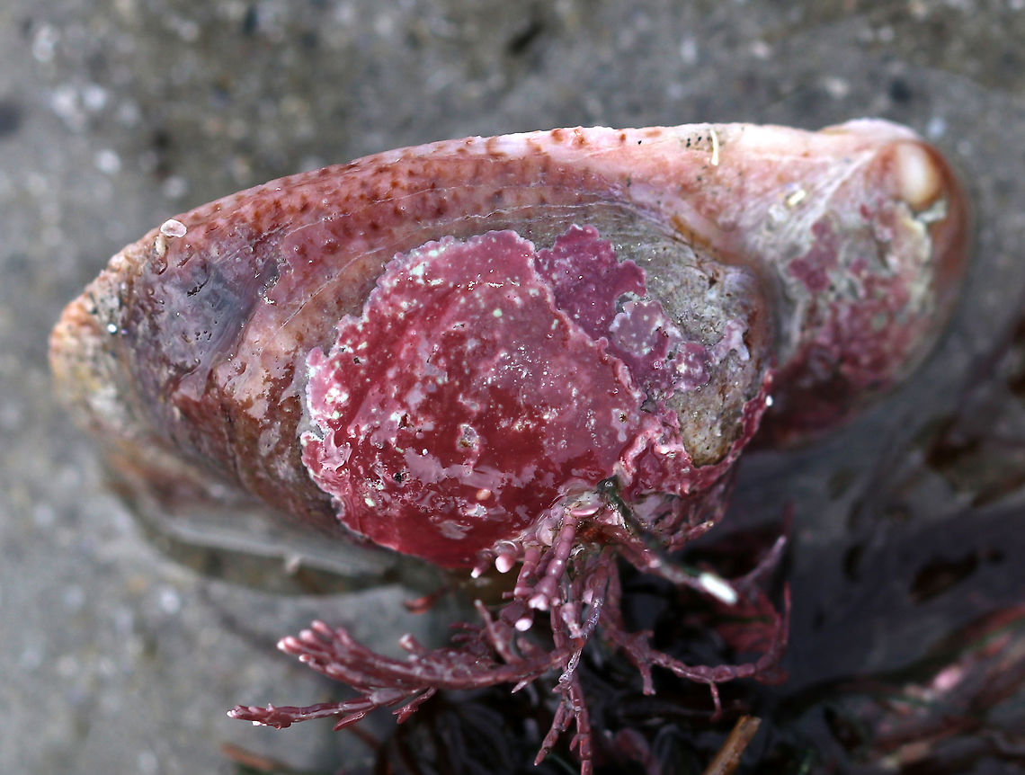 Coralline Algae on Common Slipper Shells (Crepidula fornicata) Red, calcareous algae growing on a stack of 3 slipper shells<br />
<br />
Habitat: Low tide zone Common slipper shell,Crepidula fornicata,Geotagged,Spring,United Statesred algae,calcareous red algae,coralline algae,encrusting red algae