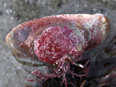 Coralline Algae on Common Slipper Shells (Crepidula fornicata) Red, calcareous algae growing on a stack of 3 slipper shells

Habitat: Low tide zone Common slipper shell,Crepidula fornicata,Geotagged,Spring,United Statesred algae,calcareous red algae,coralline algae,encrusting red algae