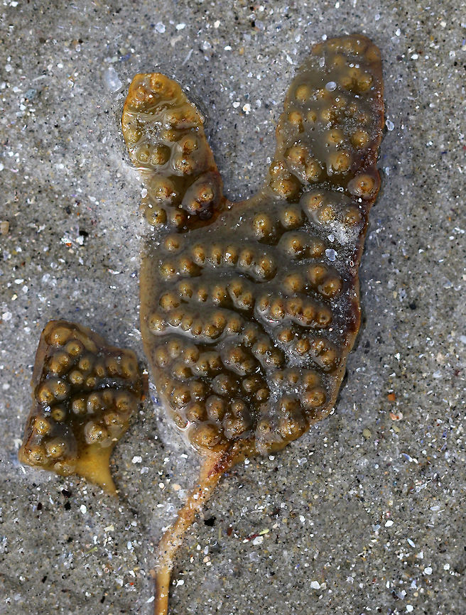 Rockweed - Fucus distichus subsp. edentatus Small fronds that do not contain air bladders. The receptacles are long and flat. <br />
<br />
The brown color comes from the xanthophyll, fucoxanthin, which masks the colors of the other pigments, beta-carotene, and chlorophyll. <br />
<br />
Habitat: Washed up on a beach during low tide Fucus distichus,Fucus distichus subsp. edentatus,Geotagged,Spring,United States,fucus,fucus edentatus,rockweed