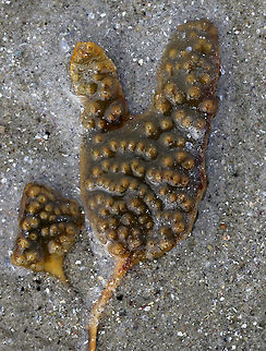 Rockweed - Fucus distichus subsp. edentatus Small fronds that do not contain air bladders. The receptacles are long and flat. 

The brown color comes from the xanthophyll, fucoxanthin, which masks the colors of the other pigments, beta-carotene, and chlorophyll. 

Habitat: Washed up on a beach during low tide Fucus distichus,Fucus distichus subsp. edentatus,Geotagged,Spring,United States,fucus,fucus edentatus,rockweed