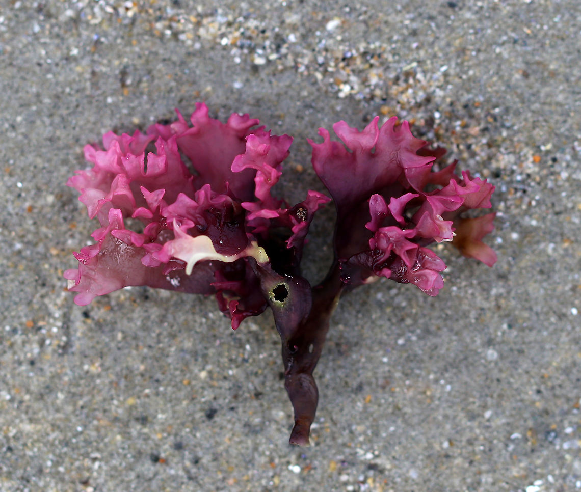 Irish Moss - Chondrus crispus *I think this is Irish Moss, but I&#039;ve never seen it with such a bright purple color before.<br />
<br />
Blades are flat and ribless with profuse forking. It&#039;s very variable in form and even in color. This one was dark reddish brown at the base and a stunning pinkish purple at the tips with one, small, bleached spot.<br />
<br />
Habitat: Lower intertidal Chondrus crispus,Geotagged,Irish moss,Spring,United States