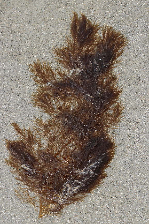 Soft Sour Weed - Desmarestia viridis Main branches are soft and opposite each other on a main axis. Grows to 60 cm.<br />
<br />
Habitat: Washed up on beach during low tide Desmarestia,Desmarestia viridis,Geotagged,Spring,Stringy Acid Kelp,United States,algae,brown algae,brown seaweed,seaweed,sour weed