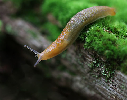 Dusky Arion Slug - Arion subfuscus This slug was hanging off the edge of a mossy log, trying to bridge the gap. 

Habitat: Coastal, mixed forest   Arion fuscus,Dusky Arion,Geotagged,Spring,United States,arion,slug
