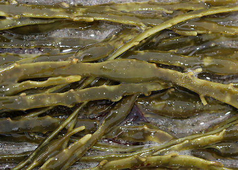 Rockweed - Ascophyllum nodosum Long, strap-like, olive-green fronds with single, central bladders.

Habitat: Washed up on the beach during low tide
https://www.jungledragon.com/image/81067/rockweed_-_ascophyllum_nodosum.html Ascophyllum nodosum,Geotagged,Rockweed,Spring,United States