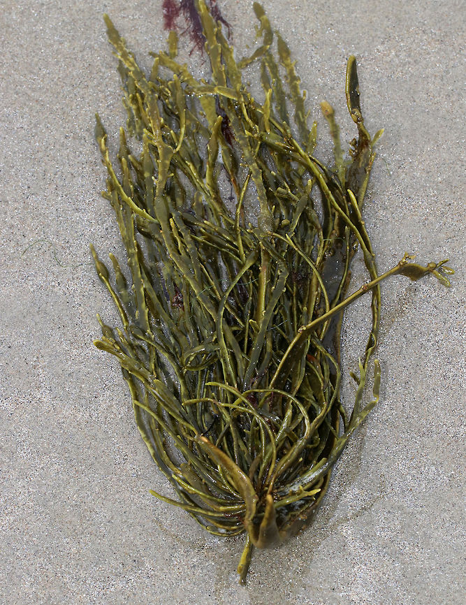 Rockweed - Ascophyllum nodosum Long, strap-like, olive-green fronds with single, central bladders.<br />
<br />
Habitat: Washed up on the beach during low tide<br />
<figure class="photo"><a href="https://www.jungledragon.com/image/81066/rockweed_-_ascophyllum_nodosum.html" title="Rockweed - Ascophyllum nodosum"><img src="https://s3.amazonaws.com/media.jungledragon.com/images/3232/81066_thumb.jpg?AWSAccessKeyId=05GMT0V3GWVNE7GGM1R2&Expires=1763596810&Signature=s%2FeSuNuTpkcLcdjNjGVaPC2aXOo%3D" width="200" height="144" alt="Rockweed - Ascophyllum nodosum Long, strap-like, olive-green fronds with single, central bladders.<br />
<br />
Habitat: Washed up on the beach during low tide<br />
https://www.jungledragon.com/image/81067/rockweed_-_ascophyllum_nodosum.html Ascophyllum nodosum,Geotagged,Rockweed,Spring,United States" /></a></figure> Ascophyllum nodosum,Geotagged,Rockweed,Spring,United States