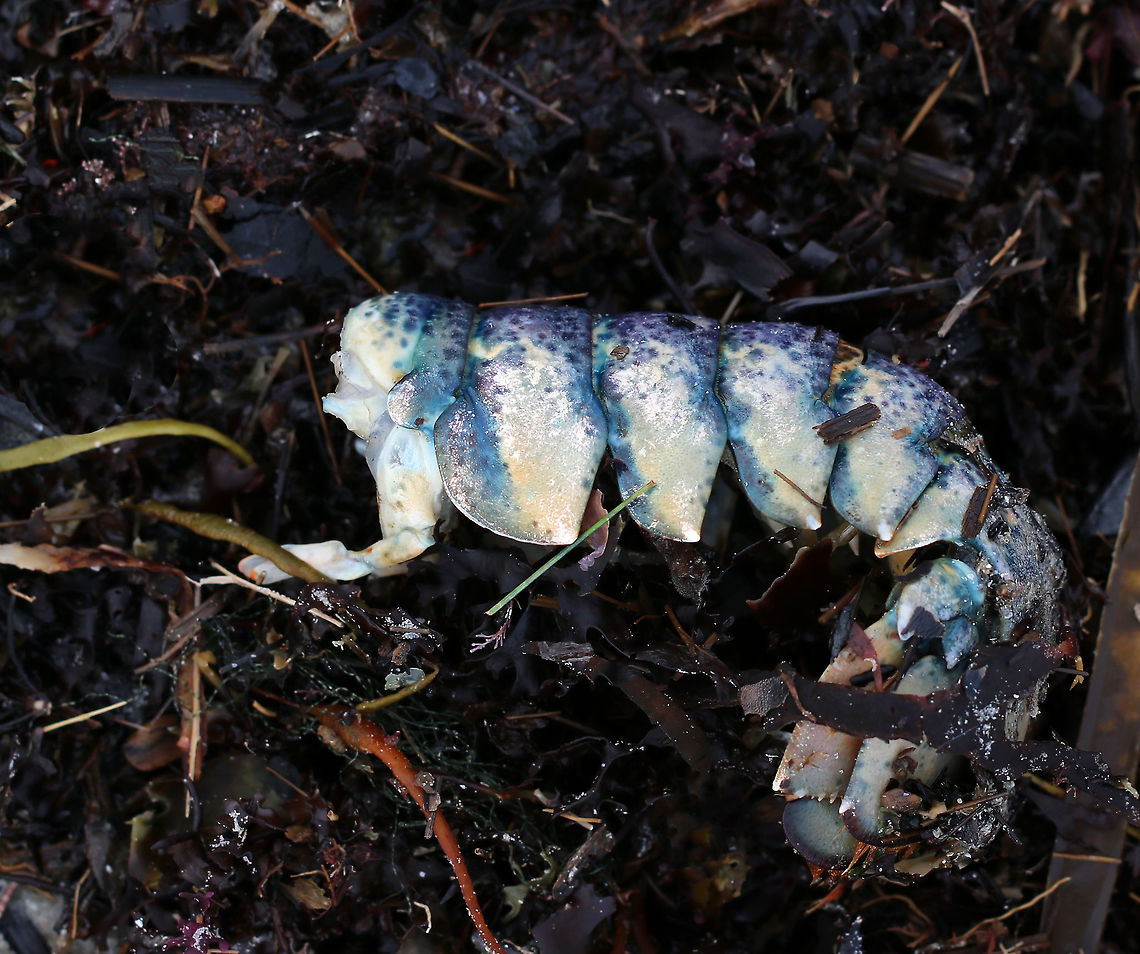 American Lobster - Homarus americanus This lobster definitely didn&#039;t have a good day. Actually, I found several lobster tails on the beach. The birds seem to like eating fish/crustacean heads, but leave the abdomens intact for the pickers.  <br />
<br />
*I&rsquo;m not sure why it was blue. Usually, they are red.<br />
<br />
Habitat: Beach during low tide American lobster,Geotagged,Homarus,Homarus americanus,Spring,United States,lobster
