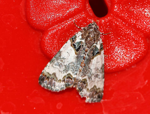 Tufted bird dropping moth