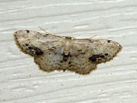 Single-dotted Wave - Idaea dimidiata WS: ~20 mm

Habitat: Attracted to an incandescent light in a semi-rural area Geotagged,Idaea,Idaea dimidiata,Single-dotted wave,Summer,United States,moth