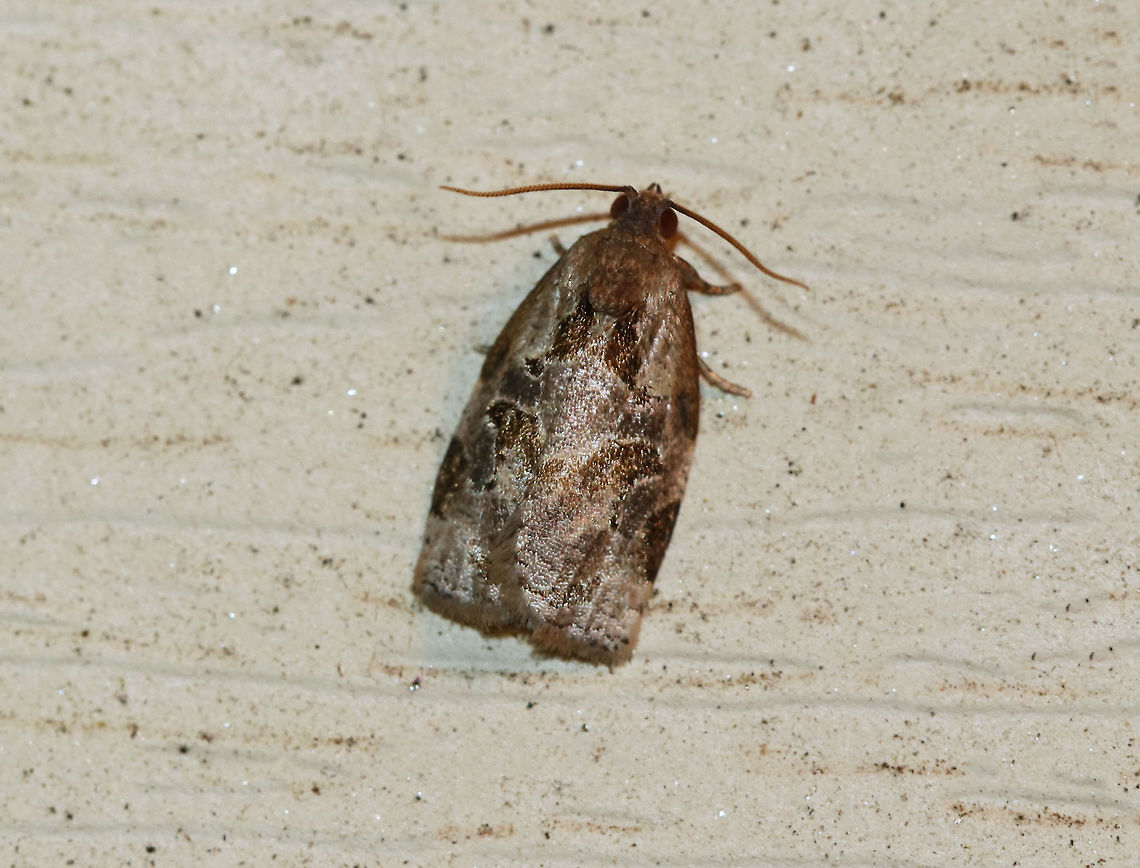 Black Shield Leafroller - Archips grisea TL: ~10 mm.  FW brownish gray, with dark-brown markings. Hosts: Hickory, coneflower, oak, hawthorn, apple, pear, and chokecherry.<br />
<br />
Habitat: Attracted to an incandescent light in a semi-rural area. Archips grisea,Black Shield Leafroller,Geotagged,Summer,United States,gray archips,moth