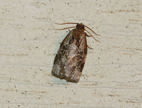 Black Shield Leafroller - Archips grisea TL: ~10 mm.  FW brownish gray, with dark-brown markings. Hosts: Hickory, coneflower, oak, hawthorn, apple, pear, and chokecherry.

Habitat: Attracted to an incandescent light in a semi-rural area. Archips grisea,Black Shield Leafroller,Geotagged,Summer,United States,gray archips,moth