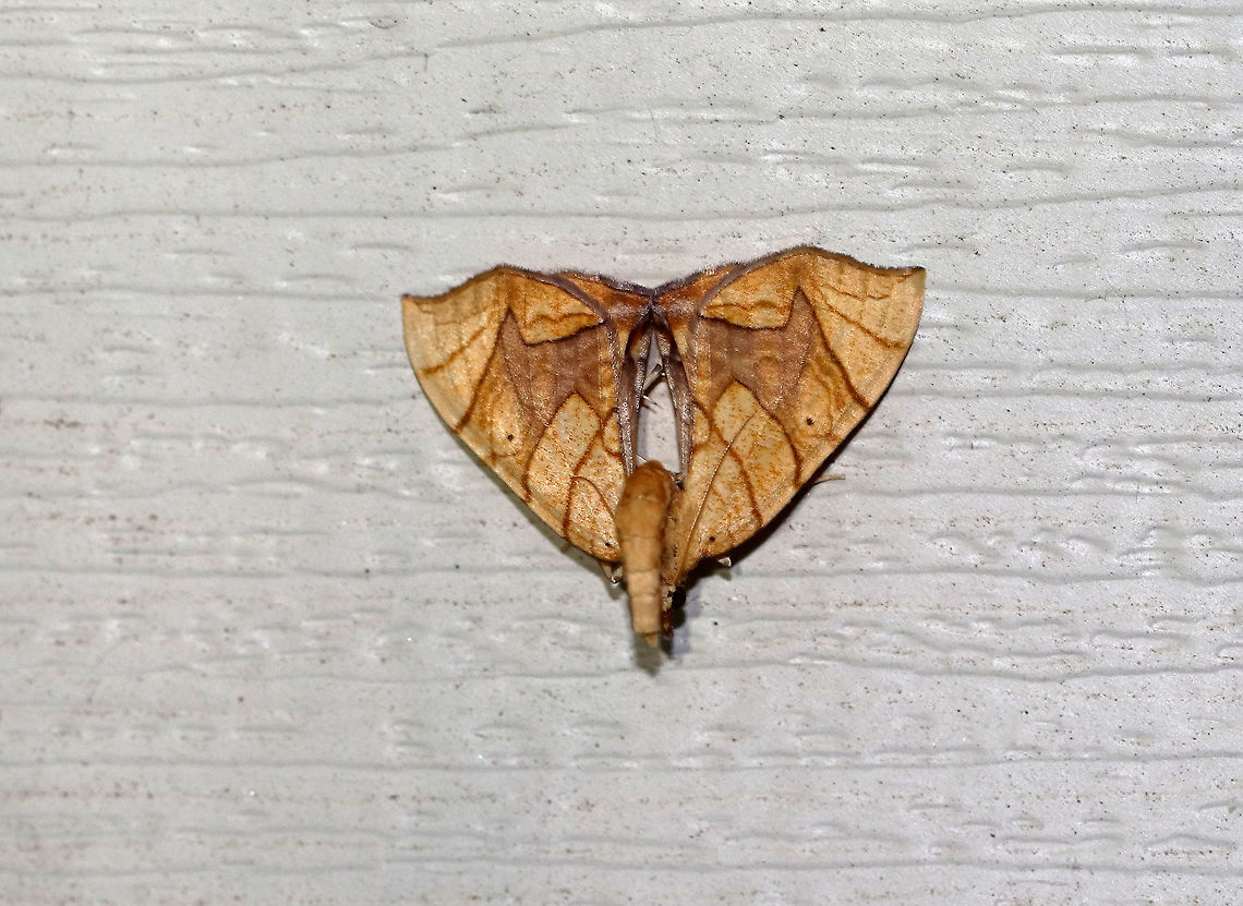 Lesser Grapevine Looper Moth - Eulithis diversilineata This moth positions itself upside down and then flips its abdomen raised above its wings. It was about 30 mm long. It had pale orange forewings that were crossed by fine brown lines. The inner median are was tinted lilac/brownish. The midpoint of the postmedian line forms a long, outward pointing spike.<br />
<br />
Habitat: Attracted to an incandescent light in a semi-rural area. Eulithis diversilineata,Geotagged,Lesser grapevine looper,Summer,United States,moth