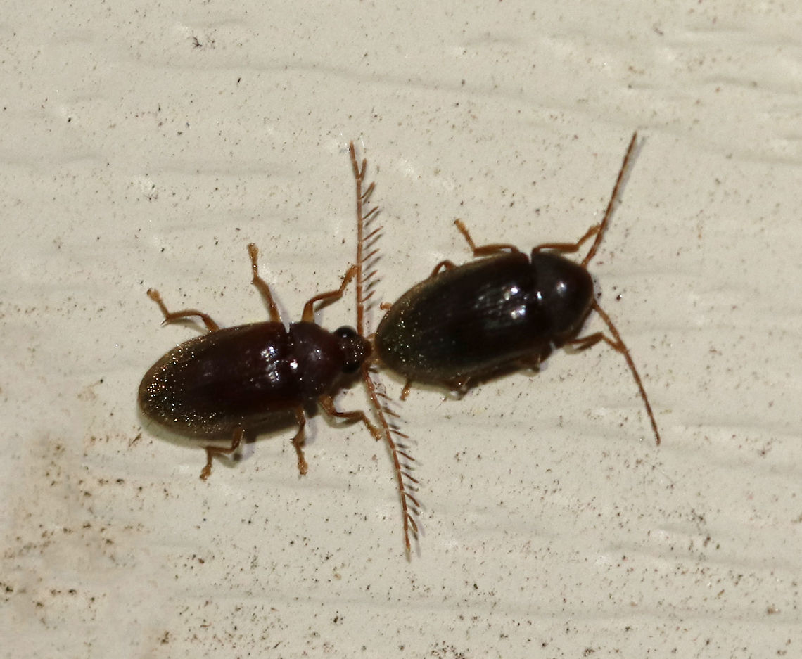 Toe-winged Beetles - Ptilodactyla sp. These awesome beetles were located just beyond my reach!! The male is on the left (with the incredible, pectinate antennae). They stayed in this position the entire time I was outside (~15 min). <br />
<br />
They were about 4 mm long, were medium/dark brown, and had what looked like golden pubescence on the end of their elytra. It seems that they can't be identified to species without examination of the male genitalia.<br />
<br />
Habitat: Attracted to a light in a semi-rural area<br />
<br />
Geotagged,Ptilodactyla,Ptilodactylidae,Summer,Toe-winged Beetles,United States,beetle,beetles