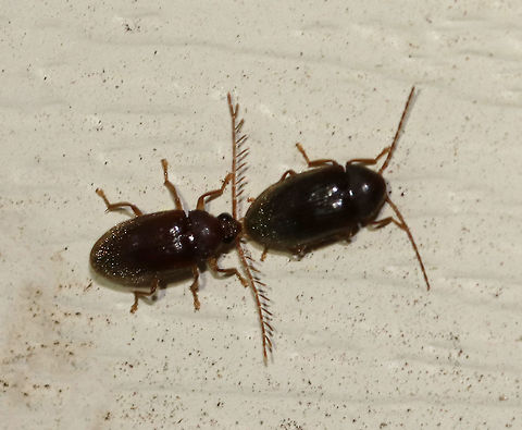 Toe-winged Beetles - Ptilodactyla sp. These awesome beetles were located just beyond my reach!! The male is on the left (with the incredible, pectinate antennae). They stayed in this position the entire time I was outside (~15 min). 

They were about 4 mm long, were medium/dark brown, and had what looked like golden pubescence on the end of their elytra.  It seems that they can't be identified to species without examination of the male genitalia.

Habitat: Attracted to a light in a semi-rural area

 Geotagged,Ptilodactyla,Ptilodactylidae,Summer,Toe-winged Beetles,United States,beetle,beetles