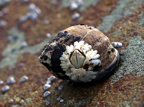 Northern Rock Barnacle - Semibalanus balanoides Common, intertidal barnacles that resemble volcanoes or dragon's eyes :P. They have a membranous base and the outer shell consists of white, overlapping, shell-like plates that grow with the animal.

Habitat: Adhered to a snail in the intertidal zone
https://www.jungledragon.com/image/81089/northern_rock_barnacle_-_semibalanus_balanoides.html Geotagged,Semibalanus balanoides,Spring,United States,barnacle,northern rock barnacle