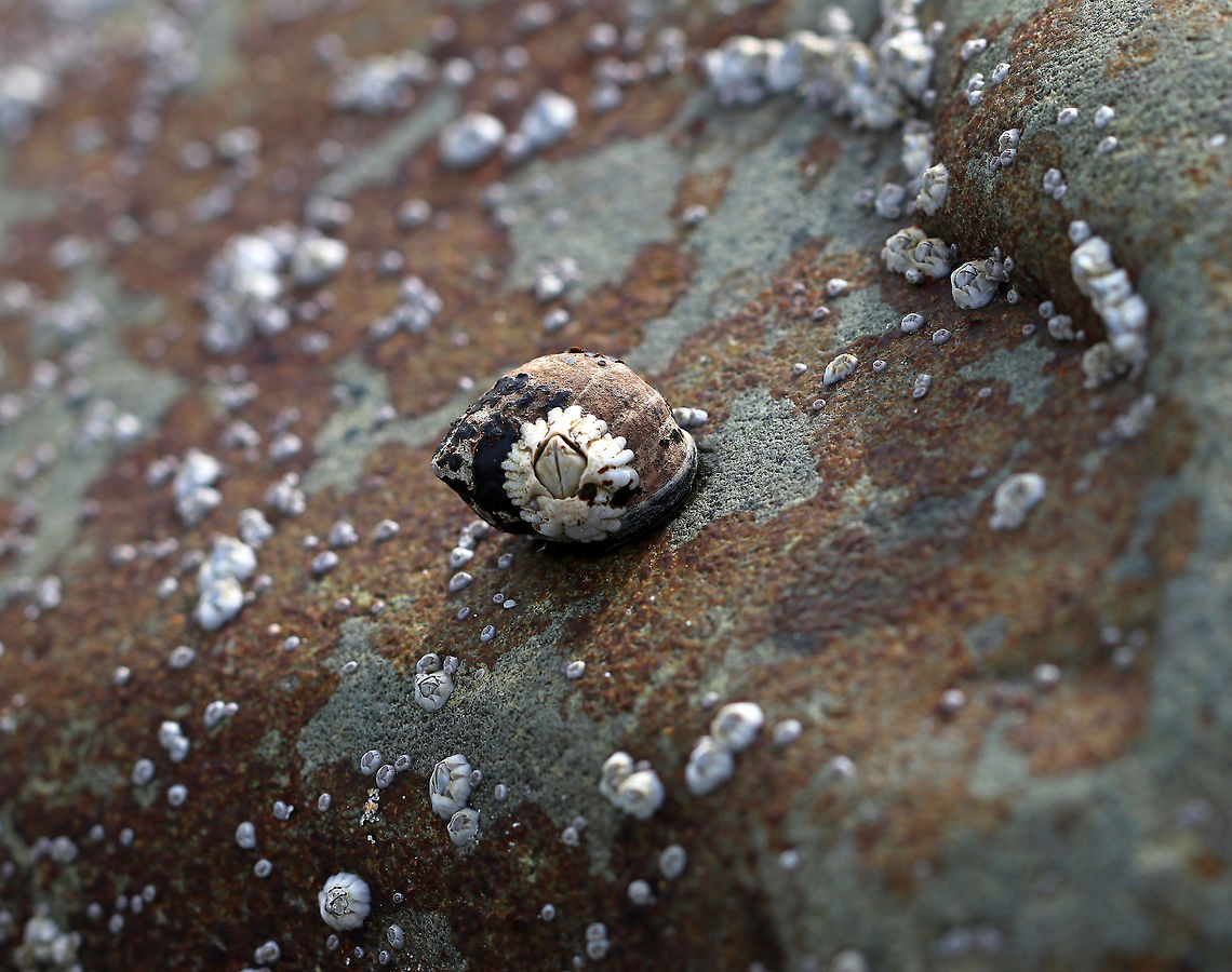 Northern Rock Barnacle - Semibalanus balanoides Common, intertidal barnacles that resemble volcanoes or dragon's eyes :P. They have a membranous base and the outer shell consists of white, overlapping, shell-like plates that grow with the animal.<br />
<br />
Habitat: Adhered to a snail in the intertidal zone<br />
<figure class="photo"><a href="https://www.jungledragon.com/image/81088/northern_rock_barnacle_-_semibalanus_balanoides.html" title="Northern Rock Barnacle - Semibalanus balanoides"><img src="https://s3.amazonaws.com/media.jungledragon.com/images/3232/81088_thumb.jpg?AWSAccessKeyId=05GMT0V3GWVNE7GGM1R2&Expires=1763596810&Signature=C%2BfbDVkQE4JosgVIqDIgSBWmYXI%3D" width="200" height="150" alt="Northern Rock Barnacle - Semibalanus balanoides Common, intertidal barnacles that resemble volcanoes or dragon's eyes :P. They have a membranous base and the outer shell consists of white, overlapping, shell-like plates that grow with the animal.<br />
<br />
Habitat: Adhered to a snail in the intertidal zone<br />
https://www.jungledragon.com/image/81089/northern_rock_barnacle_-_semibalanus_balanoides.html Geotagged,Semibalanus balanoides,Spring,United States,barnacle,northern rock barnacle" /></a></figure> Geotagged,Semibalanus balanoides,Spring,United States