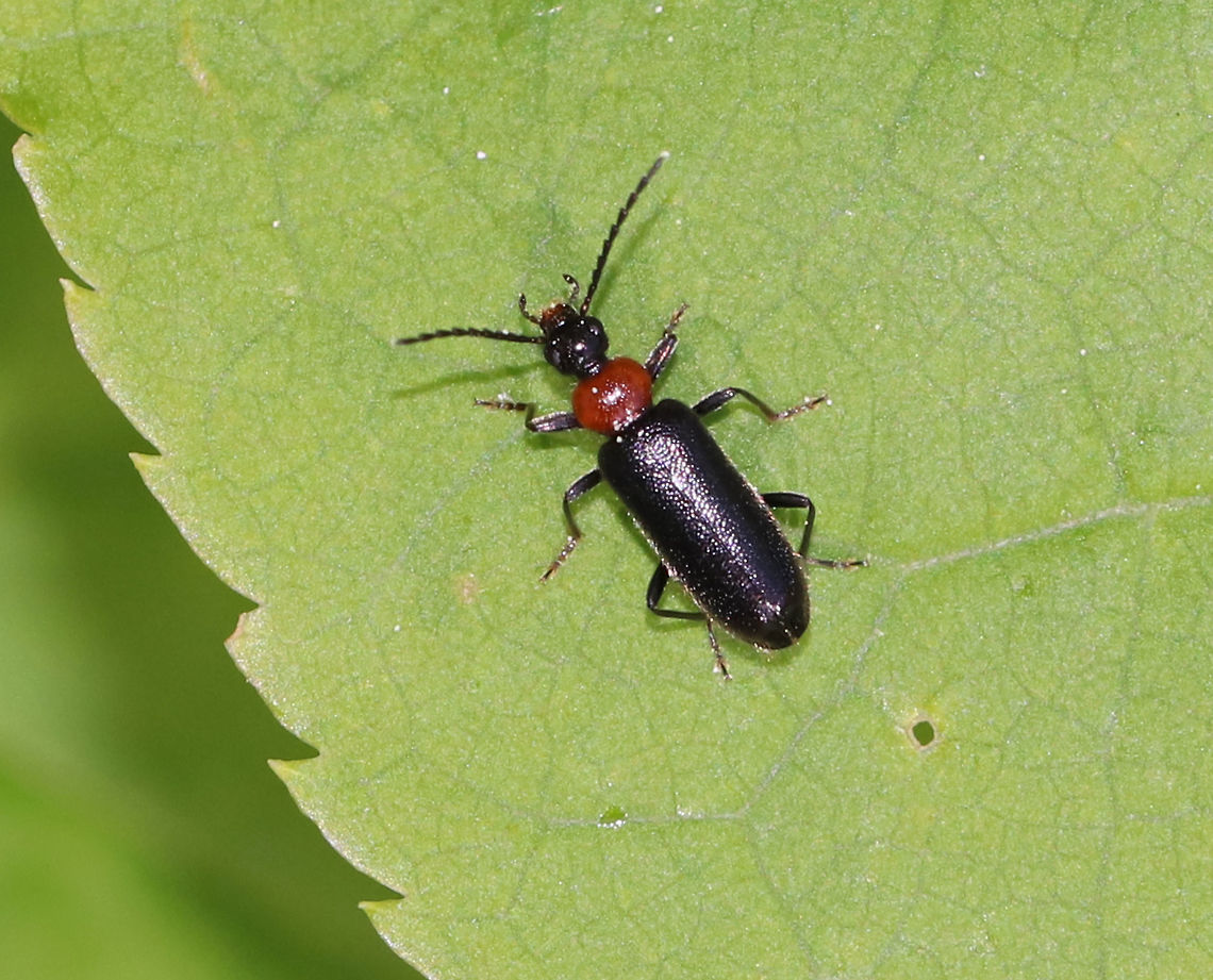 Fire-colored Beetle - Pedilus lugubris This species gets its chemical defense by stealing a blistering agent from beetles in the Family Meloidae! <br />
<br />
Habitat: Forest edge Geotagged,Pedilus lugubris,Spring,United States,beetle