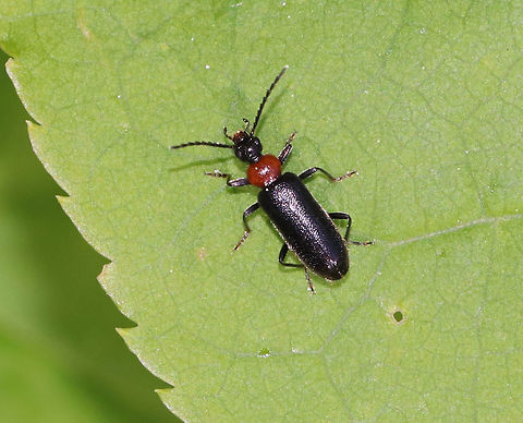 Fire-colored Beetle - Pedilus lugubris This species gets its chemical defense by stealing a blistering agent from beetles in the Family Meloidae! 

Habitat: Forest edge Geotagged,Pedilus lugubris,Spring,United States,beetle