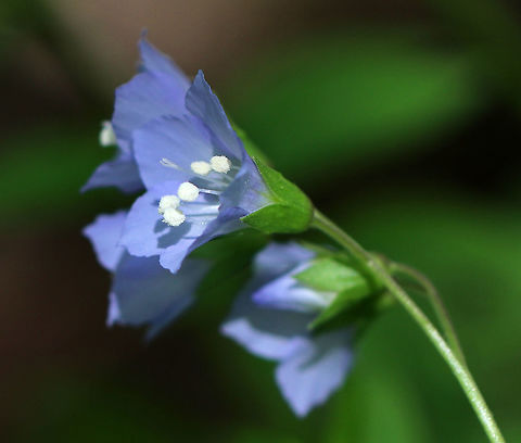 American Greek Valerian - Polemonium reptans Weak stemmed plant with flowers in loose clusters of violet-blue bells. A common name for this plant is Jacob's Ladder, which refers to the ladder-like arrangement of the leaves.

Traditionally, the root was used by Native Americans to treat a variety of conditions.

Habitat: Growing along a trail in a mixed forest
https://www.jungledragon.com/image/81092/american_greek_valerian_-_polemonium_reptans.html Geotagged,Greek Valerian,Polemonium reptans,Spring,United States