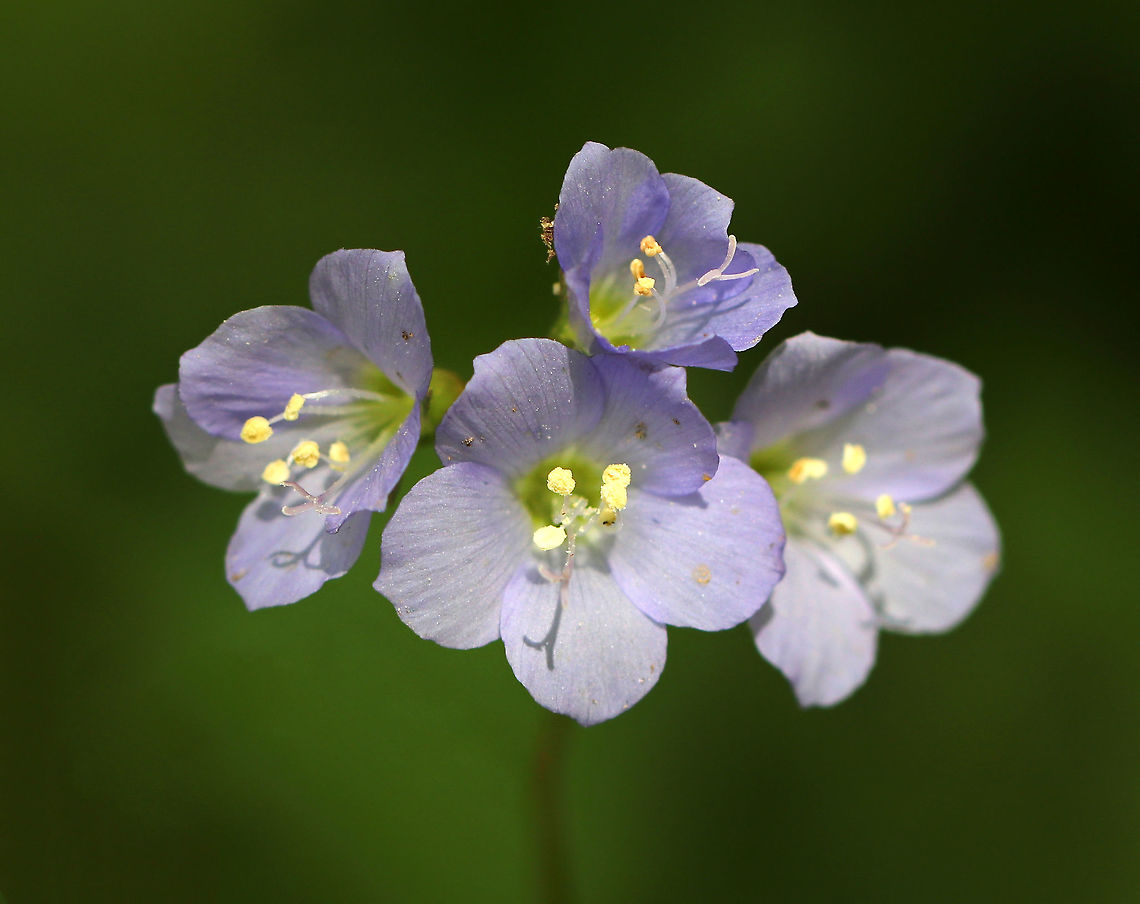 American Greek Valerian - Polemonium reptans Weak stemmed plant with flowers in loose clusters of violet-blue bells. A common name for this plant is Jacob's Ladder, which refers to the ladder-like arrangement of the leaves.<br />
<br />
Traditionally, the root was used by Native Americans to treat a variety of conditions.<br />
<br />
Habitat: Growing along a trail in a mixed forest<br />
<figure class="photo"><a href="https://www.jungledragon.com/image/81091/american_greek_valerian_-_polemonium_reptans.html" title="American Greek Valerian - Polemonium reptans"><img src="https://s3.amazonaws.com/media.jungledragon.com/images/3232/81091_thumb.jpg?AWSAccessKeyId=05GMT0V3GWVNE7GGM1R2&Expires=1769040010&Signature=9KG%2Fi%2BtAKTjEs%2Bp21acG4Chh%2B5I%3D" width="200" height="170" alt="American Greek Valerian - Polemonium reptans Weak stemmed plant with flowers in loose clusters of violet-blue bells. A common name for this plant is Jacob's Ladder, which refers to the ladder-like arrangement of the leaves.<br />
<br />
Traditionally, the root was used by Native Americans to treat a variety of conditions.<br />
<br />
Habitat: Growing along a trail in a mixed forest<br />
https://www.jungledragon.com/image/81092/american_greek_valerian_-_polemonium_reptans.html Geotagged,Greek Valerian,Polemonium reptans,Spring,United States" /></a></figure> Geotagged,Greek Valerian,Polemonium reptans,Spring,United States