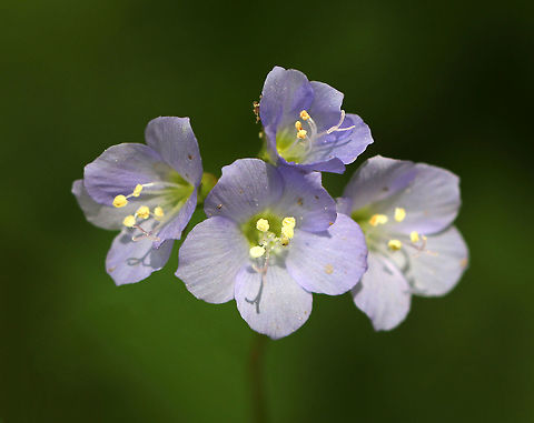 American Greek Valerian - Polemonium reptans Weak stemmed plant with flowers in loose clusters of violet-blue bells. A common name for this plant is Jacob's Ladder, which refers to the ladder-like arrangement of the leaves.

Traditionally, the root was used by Native Americans to treat a variety of conditions.

Habitat: Growing along a trail in a mixed forest
https://www.jungledragon.com/image/81091/american_greek_valerian_-_polemonium_reptans.html Geotagged,Greek Valerian,Polemonium reptans,Spring,United States