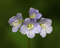 American Greek Valerian - Polemonium reptans Weak stemmed plant with flowers in loose clusters of violet-blue bells. A common name for this plant is Jacob's Ladder, which refers to the ladder-like arrangement of the leaves.<br />
<br />
Traditionally, the root was used by Native Americans to treat a variety of conditions.<br />
<br />
Habitat: Growing along a trail in a mixed forest<br />
https://www.jungledragon.com/image/81091/american_greek_valerian_-_polemonium_reptans.html Geotagged,Greek Valerian,Polemonium reptans,Spring,United States