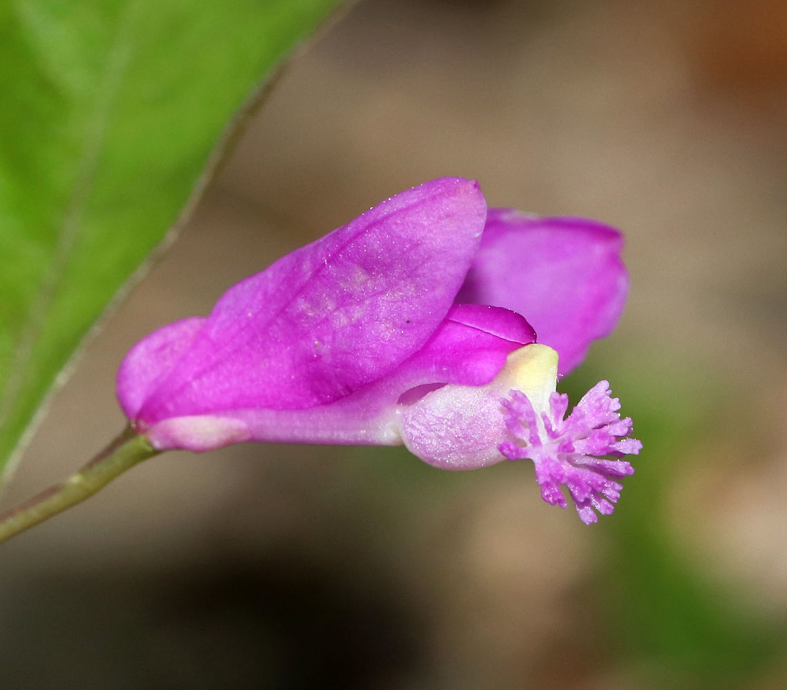 Fringed Polygala - Polygala paucifolia Fringed polygala is a beautiful, orchid-like wildflower that emerges from creeping, partly underground stems. The flower has 3 pink petals, which form a tube with a finely fringed pink crest.<br />
<br />
Habitat: Mostly deciduous forest<br />
<figure class="photo"><a href="https://www.jungledragon.com/image/81094/fringed_polygala_-_polygala_paucifolia.html" title="Fringed Polygala - Polygala paucifolia"><img src="https://s3.amazonaws.com/media.jungledragon.com/images/3232/81094_thumb.jpg?AWSAccessKeyId=05GMT0V3GWVNE7GGM1R2&Expires=1759968010&Signature=qmW3H6AVTqRINTigXEmqHcjk3%2BE%3D" width="200" height="160" alt="Fringed Polygala - Polygala paucifolia Fringed polygala is a beautiful, orchid-like wildflower that emerges from creeping, partly underground stems. The flower has 3 pink petals, which form a tube with a finely fringed pink crest.<br />
<br />
Habitat: Mostly deciduous forest<br />
https://www.jungledragon.com/image/81093/fringed_polygala_-_polygala_paucifolia.html Fringed polygala,Geotagged,Polygala paucifolia,Spring,United States" /></a></figure> Fringed polygala,Geotagged,Polygala paucifolia,Spring,United States