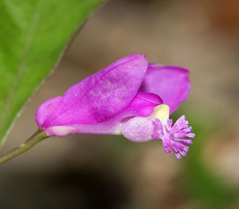 Fringed Polygala - Polygala paucifolia Fringed polygala is a beautiful, orchid-like wildflower that emerges from creeping, partly underground stems. The flower has 3 pink petals, which form a tube with a finely fringed pink crest.

Habitat: Mostly deciduous forest
https://www.jungledragon.com/image/81094/fringed_polygala_-_polygala_paucifolia.html Fringed polygala,Geotagged,Polygala paucifolia,Spring,United States