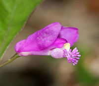 Fringed Polygala - Polygala paucifolia Fringed polygala is a beautiful, orchid-like wildflower that emerges from creeping, partly underground stems. The flower has 3 pink petals, which form a tube with a finely fringed pink crest.<br />
<br />
Habitat: Mostly deciduous forest<br />
https://www.jungledragon.com/image/81094/fringed_polygala_-_polygala_paucifolia.html Fringed polygala,Geotagged,Polygala paucifolia,Spring,United States