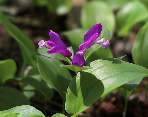 Fringed Polygala - Polygala paucifolia Fringed polygala is a beautiful, orchid-like wildflower that emerges from creeping, partly underground stems. The flower has 3 pink petals, which form a tube with a finely fringed pink crest.

Habitat: Mostly deciduous forest
https://www.jungledragon.com/image/81093/fringed_polygala_-_polygala_paucifolia.html Fringed polygala,Geotagged,Polygala paucifolia,Spring,United States