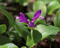 Fringed Polygala - Polygala paucifolia Fringed polygala is a beautiful, orchid-like wildflower that emerges from creeping, partly underground stems. The flower has 3 pink petals, which form a tube with a finely fringed pink crest.<br />
<br />
Habitat: Mostly deciduous forest<br />
https://www.jungledragon.com/image/81093/fringed_polygala_-_polygala_paucifolia.html Fringed polygala,Geotagged,Polygala paucifolia,Spring,United States
