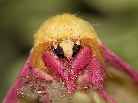 Rosy Maple Moth - Dryocampa rubicunda WS: ~40 mm. Stunning pink and cream-colored moth, which is supposedly common, yet I rarely see it. Hosts: Maple (Acer), sycamore (Platanus), beech (Fagus) or oaks, (Quercus).

Habitat: Attracted to a 395 nm LED light in a semi-rural area. Lure: Petunias
https://www.jungledragon.com/image/81113/rosy_maple_moth_-_dryocampa_rubicunda.html Dryocampa,Dryocampa rubicunda,Geotagged,Rosy maple moth,Summer,United States,moth,pink moth