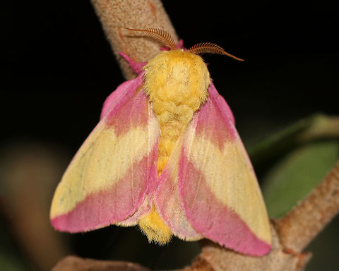 Rosy Maple Moth - Dryocampa rubicunda WS: ~40 mm. Stunning pink and cream-colored moth, which is supposedly common, yet I rarely see it. Hosts: Maple (Acer), sycamore (Platanus), beech (Fagus) or oaks, (Quercus).

Habitat: Attracted to a 395 nm LED light in a semi-rural area. Lure: Petunias
https://www.jungledragon.com/image/81112/rosy_maple_moth_-_dryocampa_rubicunda.html Dryocampa rubicunda,Geotagged,Rosy maple moth,Summer,United States