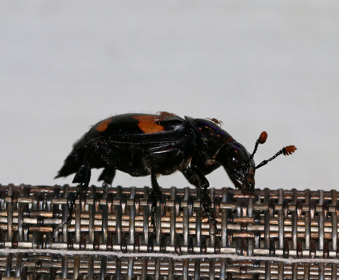 Roundneck Sexton Beetle - Nicrophorus orbicollis *Sadly, I didn&#039;t get any good shots of this beetle. It insisted on resting in awkward spots and was covered in mites. I considered moving it so I could get a shot, but honestly, I didn&#039;t want to touch it. <br />
<br />
TL: ~25 mm. Shiny black burying beetle with a nearly circular pronotum, orange antennal club, and a distinct pattern of orange splotches on the elytra. Underside has brown pubescence. Hosts: Carrion<br />
<br />
Habitat: Attracted to a 395 nm LED light in a semi-rural area<br />
<figure class="photo"><a href="https://www.jungledragon.com/image/81117/roundneck_sexton_beetle_-_nicrophorus_orbicollis.html" title="Roundneck Sexton Beetle - Nicrophorus orbicollis"><img src="https://s3.amazonaws.com/media.jungledragon.com/images/3232/81117_thumb.jpg?AWSAccessKeyId=05GMT0V3GWVNE7GGM1R2&Expires=1759968010&Signature=MV%2FL1KRaVMZkPhMM%2BXzJo9F2WDI%3D" width="200" height="154" alt="Roundneck Sexton Beetle - Nicrophorus orbicollis *Sadly, I didn&#039;t get any good shots of this beetle. It insisted on resting in awkward spots and was covered in mites. I considered moving it so I could get a shot, but honestly, I didn&#039;t want to touch it. <br />
<br />
TL: ~25 mm. Shiny black burying beetle with a nearly circular pronotum, orange antennal club, and a distinct pattern of orange splotches on the elytra. Underside has brown pubescence. Hosts: Carrion<br />
<br />
Habitat: Attracted to a 395 nm LED light in a semi-rural area<br />
https://www.jungledragon.com/image/81115/roundneck_sexton_beetle_-_nicrophorus_orbicollis.html<br />
https://www.jungledragon.com/image/81116/roundneck_sexton_beetle_-_nicrophorus_orbicollis.html Geotagged,Nicrophorus orbicollis,Summer,United States" /></a></figure><br />
<figure class="photo"><a href="https://www.jungledragon.com/image/81116/roundneck_sexton_beetle_-_nicrophorus_orbicollis.html" title="Roundneck Sexton Beetle - Nicrophorus orbicollis"><img src="https://s3.amazonaws.com/media.jungledragon.com/images/3232/81116_thumb.jpg?AWSAccessKeyId=05GMT0V3GWVNE7GGM1R2&Expires=1759968010&Signature=A19lZp3Za6hfcv335ZpA7B5B9xs%3D" width="200" height="146" alt="Roundneck Sexton Beetle - Nicrophorus orbicollis *Sadly, I didn&#039;t get any good shots of this beetle. It insisted on resting in awkward spots and was covered in mites. I considered moving it so I could get a shot, but honestly, I didn&#039;t want to touch it. <br />
<br />
TL: ~25 mm. Shiny black burying beetle with a nearly circular pronotum, orange antennal club, and a distinct pattern of orange splotches on the elytra. Underside has brown pubescence. Hosts: Carrion<br />
<br />
Habitat: Attracted to a 395 nm LED light in a semi-rural area<br />
https://www.jungledragon.com/image/81115/roundneck_sexton_beetle_-_nicrophorus_orbicollis.html<br />
https://www.jungledragon.com/image/81117/roundneck_sexton_beetle_-_nicrophorus_orbicollis.html Geotagged,Nicrophorus orbicollis,Summer,United States" /></a></figure> Geotagged,Nicrophorus orbicollis,Summer,United States,beetle,burying beetle,nicrophorus,roundneck sexton beetle