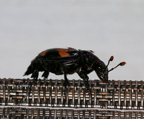 Roundneck Sexton Beetle - Nicrophorus orbicollis *Sadly, I didn't get any good shots of this beetle. It insisted on resting in awkward spots and was covered in mites. I considered moving it so I could get a shot, but honestly, I didn't want to touch it. 

TL: ~25 mm. Shiny black burying beetle with a nearly circular pronotum, orange antennal club, and a distinct pattern of orange splotches on the elytra. Underside has brown pubescence. Hosts: Carrion

Habitat: Attracted to a 395 nm LED light in a semi-rural area
https://www.jungledragon.com/image/81117/roundneck_sexton_beetle_-_nicrophorus_orbicollis.html
https://www.jungledragon.com/image/81116/roundneck_sexton_beetle_-_nicrophorus_orbicollis.html Geotagged,Nicrophorus orbicollis,Summer,United States,beetle,burying beetle,nicrophorus,roundneck sexton beetle
