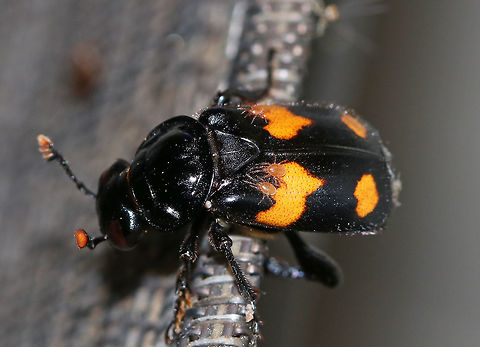 Roundneck Sexton Beetle - Nicrophorus orbicollis *Sadly, I didn't get any good shots of this beetle. It insisted on resting in awkward spots and was covered in mites. I considered moving it so I could get a shot, but honestly, I didn't want to touch it. 

TL: ~25 mm. Shiny black burying beetle with a nearly circular pronotum, orange antennal club, and a distinct pattern of orange splotches on the elytra. Underside has brown pubescence. Hosts: Carrion

Habitat: Attracted to a 395 nm LED light in a semi-rural area
https://www.jungledragon.com/image/81115/roundneck_sexton_beetle_-_nicrophorus_orbicollis.html
https://www.jungledragon.com/image/81117/roundneck_sexton_beetle_-_nicrophorus_orbicollis.html Geotagged,Nicrophorus orbicollis,Summer,United States