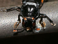 Roundneck Sexton Beetle - Nicrophorus orbicollis *Sadly, I didn't get any good shots of this beetle. It insisted on resting in awkward spots and was covered in mites. I considered moving it so I could get a shot, but honestly, I didn't want to touch it. <br />
<br />
TL: ~25 mm. Shiny black burying beetle with a nearly circular pronotum, orange antennal club, and a distinct pattern of orange splotches on the elytra. Underside has brown pubescence. Hosts: Carrion<br />
<br />
Habitat: Attracted to a 395 nm LED light in a semi-rural area<br />
https://www.jungledragon.com/image/81115/roundneck_sexton_beetle_-_nicrophorus_orbicollis.html<br />
https://www.jungledragon.com/image/81116/roundneck_sexton_beetle_-_nicrophorus_orbicollis.html Geotagged,Nicrophorus orbicollis,Summer,United States