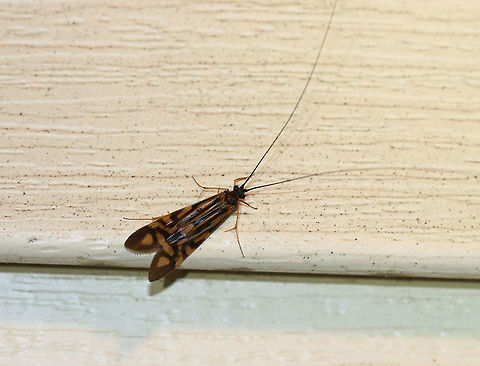 Zebra Caddisfly - Macrostemum zebratum TL: ~15 mm.  Forewings have a highly-contrasting pattern of blackish and light brown markings.

Habitat: Attracted to a 395 nm LED light in a semi-rural area.
https://www.jungledragon.com/image/81119/zebra_caddisfly_-_macrostemum_zebratum.html
 Geotagged,Macrostemum zebratum,Summer,United States,caddisfly,zebra caddisfly