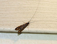 Zebra Caddisfly - Macrostemum zebratum TL: ~15 mm. Forewings have a highly-contrasting pattern of blackish and light brown markings.<br />
<br />
Habitat: Attracted to a 395 nm LED light in a semi-rural area.<br />
https://www.jungledragon.com/image/81119/zebra_caddisfly_-_macrostemum_zebratum.html<br />
Geotagged,Macrostemum zebratum,Summer,United States,caddisfly,zebra caddisfly