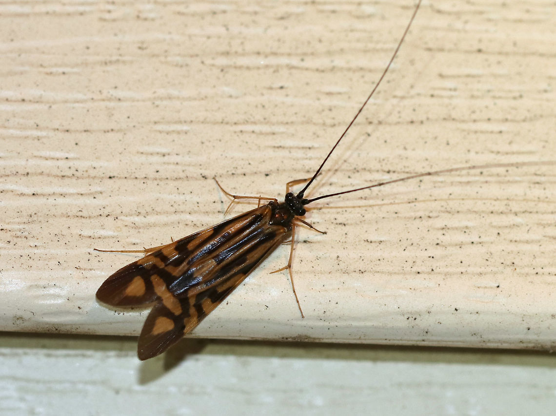 Zebra Caddisfly - Macrostemum zebratum TL: ~15 mm. Forewings have a highly-contrasting pattern of blackish and light brown markings.<br />
<br />
Habitat: Attracted to a 395 nm LED light in a semi-rural area.<br />
<figure class="photo"><a href="https://www.jungledragon.com/image/81118/zebra_caddisfly_-_macrostemum_zebratum.html" title="Zebra Caddisfly - Macrostemum zebratum"><img src="https://s3.amazonaws.com/media.jungledragon.com/images/3232/81118_thumb.jpg?AWSAccessKeyId=05GMT0V3GWVNE7GGM1R2&Expires=1759968010&Signature=ECUqOadJI%2F0GiZbEMJ20pW76XOQ%3D" width="200" height="154" alt="Zebra Caddisfly - Macrostemum zebratum TL: ~15 mm.  Forewings have a highly-contrasting pattern of blackish and light brown markings.<br />
<br />
Habitat: Attracted to a 395 nm LED light in a semi-rural area.<br />
https://www.jungledragon.com/image/81119/zebra_caddisfly_-_macrostemum_zebratum.html<br />
 Geotagged,Macrostemum zebratum,Summer,United States,caddisfly,zebra caddisfly" /></a></figure> Geotagged,Summer,United States