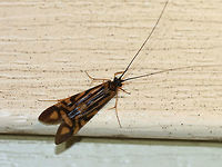 Zebra Caddisfly - Macrostemum zebratum TL: ~15 mm. Forewings have a highly-contrasting pattern of blackish and light brown markings.<br />
<br />
Habitat: Attracted to a 395 nm LED light in a semi-rural area.<br />
https://www.jungledragon.com/image/81118/zebra_caddisfly_-_macrostemum_zebratum.html Geotagged,Summer,United States