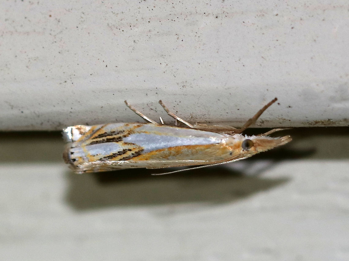 Double-banded Grass Veneer - Crambus agitatellus Approximately 10-13 mm long. Golden brown forewing with a large white patch covering the outer basal half of the wing. White streak is interrupted by an angled, silver subterminal line.<br />
<br />
Habitat: Attracted to a 395 nm LED light in a semi-rural area Crambus agitatellus,Double-banded grass-veneer moth,Geotagged,Summer,United States,moth